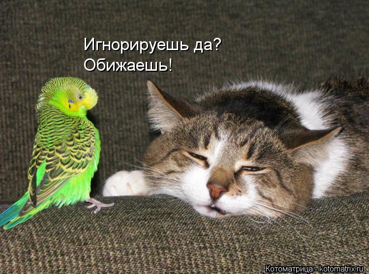 Котоматрица: Игнорируешь да? Обижаешь!