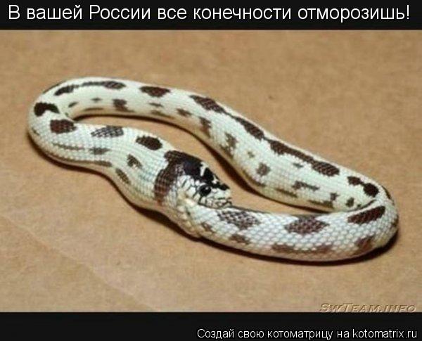 Котоматрица: В вашей России все конечности отморозишь!