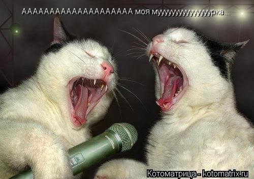 Котоматрица: АААААААААААААААААААА моя мууууууууууууууурка...