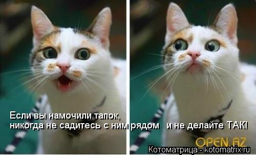 Котоматрица: Если вы намочили тапок, никогда не садитесь с ним рядом и не делайте ТАК!