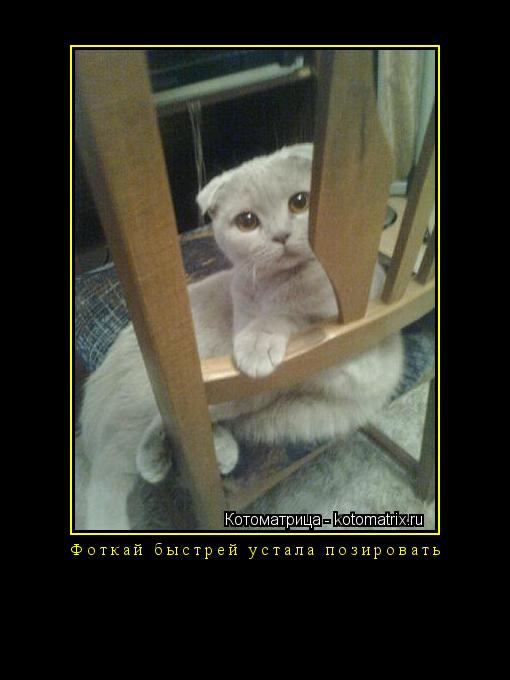 Котоматрица: Фоткай быстрей устала позировать 