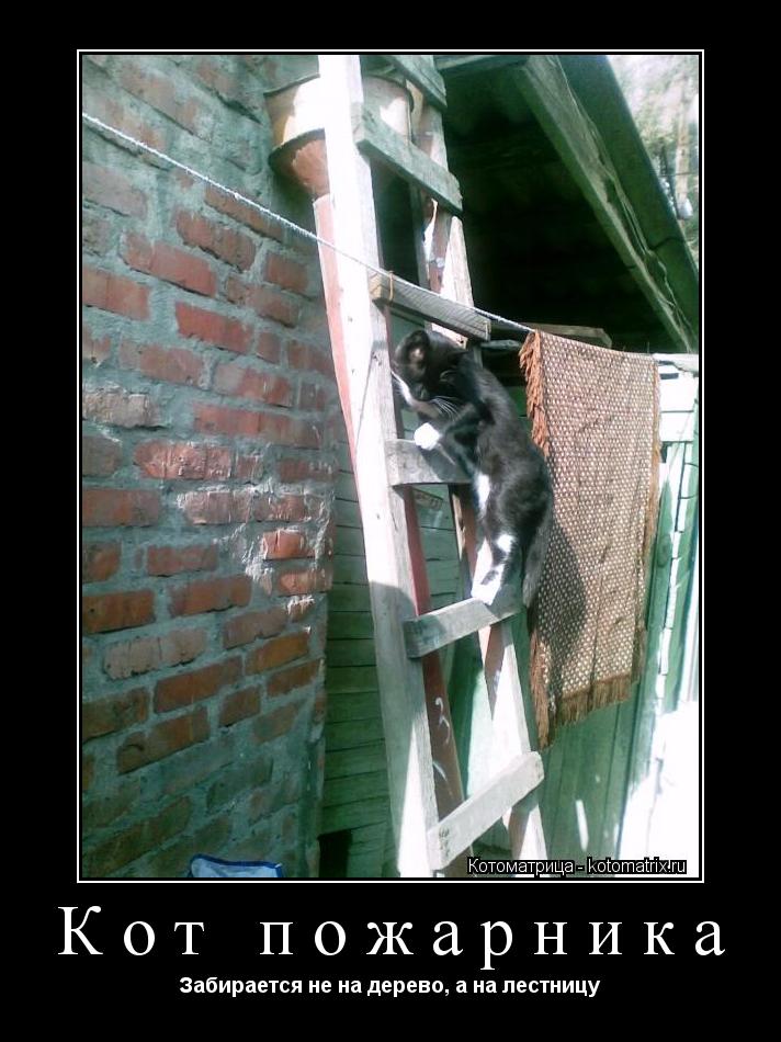 Котоматрица: Кот пожарника Забирается не на дерево, а на лестницу
