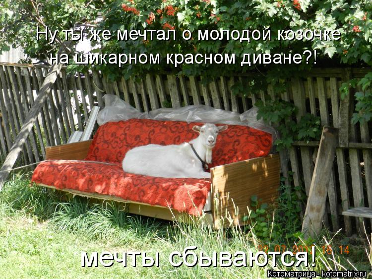 Котоматрица: Ну ты же мечтал о молодой козочке  на шикарном красном диване?! мечты сбываются!
