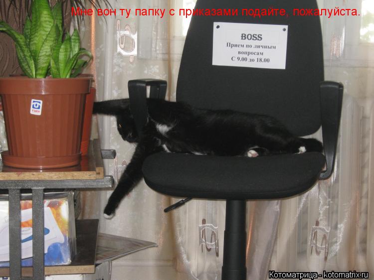 Мне вон ту папку с приказами подайте, пожалуйста.... Котоматрица: Мне вон ту папку с приказами подайте, пожалуйста.