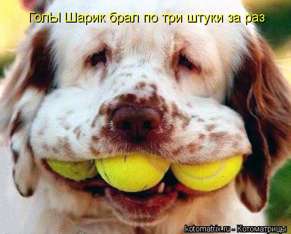 Котоматрица: ГолЫ Шарик брал по три штуки за раз