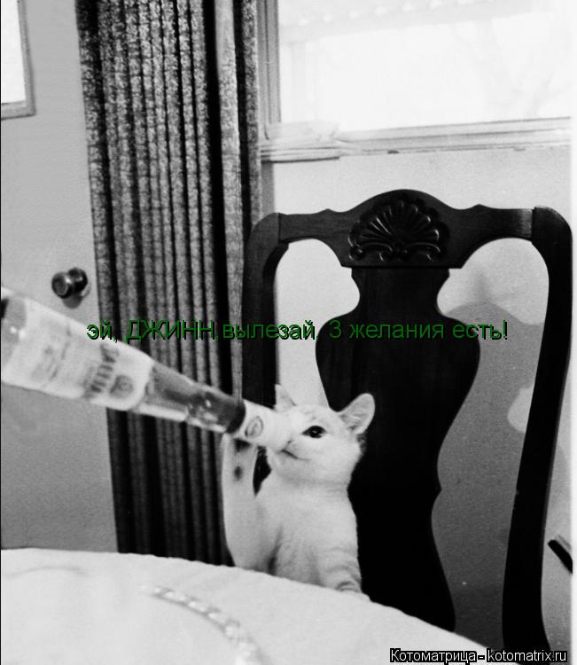 Котоматрица: эй, ДЖИНН,вылезай, 3 желания есть!