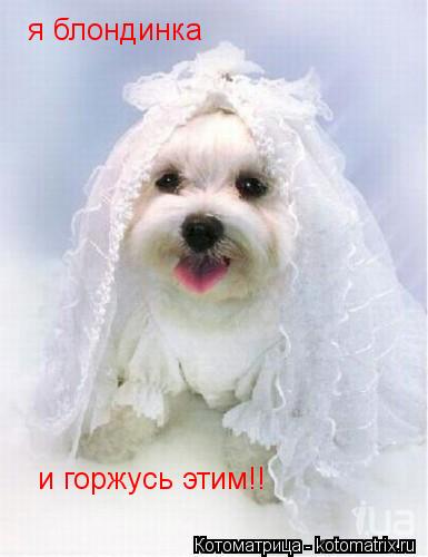Котоматрица: я блондинка  и горжусь этим!!