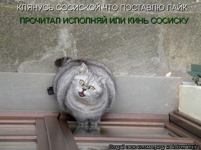 КЛЯНУСЬ СОСИСКОЙ ЧТО ПОСТАВЛЮ ЛАЙК ПРОЧИТАЛ ИСПОЛНЯЙ ИЛИ КИНЬ СОСИСКУ... Котоматрица: КЛЯНУСЬ СОСИСКОЙ ЧТО ПОСТАВЛЮ ЛАЙК ПРОЧИТАЛ ИСПОЛНЯЙ ИЛИ КИНЬ СОСИСКУ