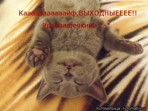Котоматрица: Кааааааааааайф,ВЫХОДНЫЕЕЕЕ!! Ураааашечкиии *-*
