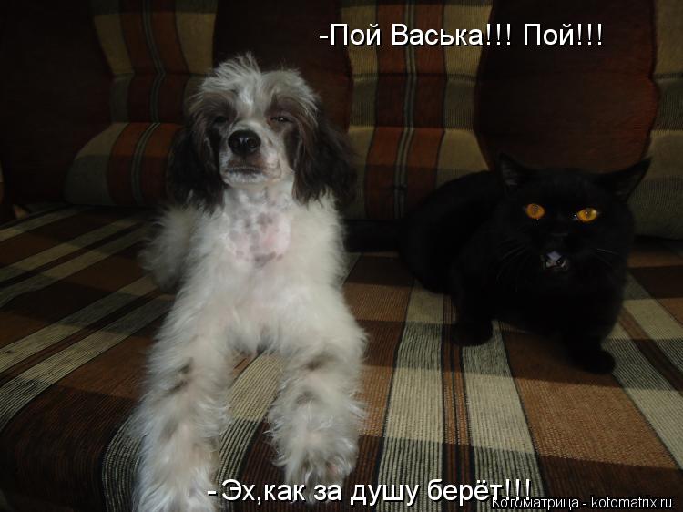 -Пой Васька!!! Пой!!! Эх,как за душу берёт!!! -... Котоматрица: -Пой Васька!!! Пой!!! Эх,как за душу берёт!!! -