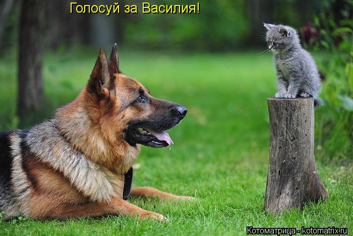 Котоматрица: Голосуй за Василия!