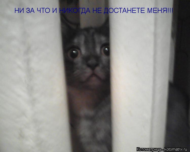 Котоматрица: НИ ЗА ЧТО И НИКОГДА НЕ ДОСТАНЕТЕ МЕНЯ!!!