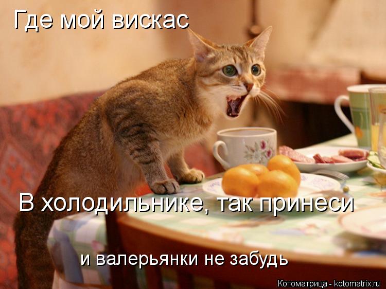 Котоматрица: Где мой вискас В холодильнике, так принеси и валерьянки не забудь