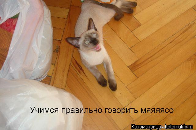Учимся правильно говорить мяяяясо... Котоматрица: Учимся правильно говорить мяяяясо