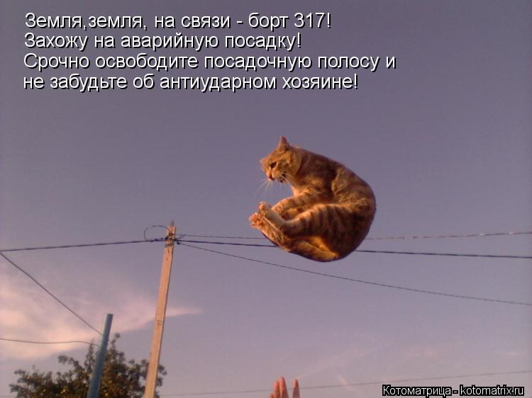 Котоматрица: Земля,земля, на связи - борт 317!  Захожу на аварийную посадку! Срочно освободите посадочную полосу и не забудьте об антиударном хозяине!