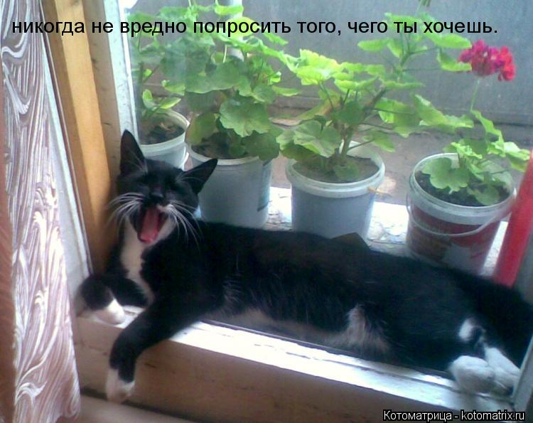 Котоматрица: никогда не вредно попросить того, чего ты хочешь.