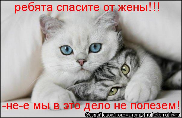 ребята спасите от жены!!! -не-е мы в это дело не полезем!... Котоматрица: ребята спасите от жены!!! -не-е мы в это дело не полезем!