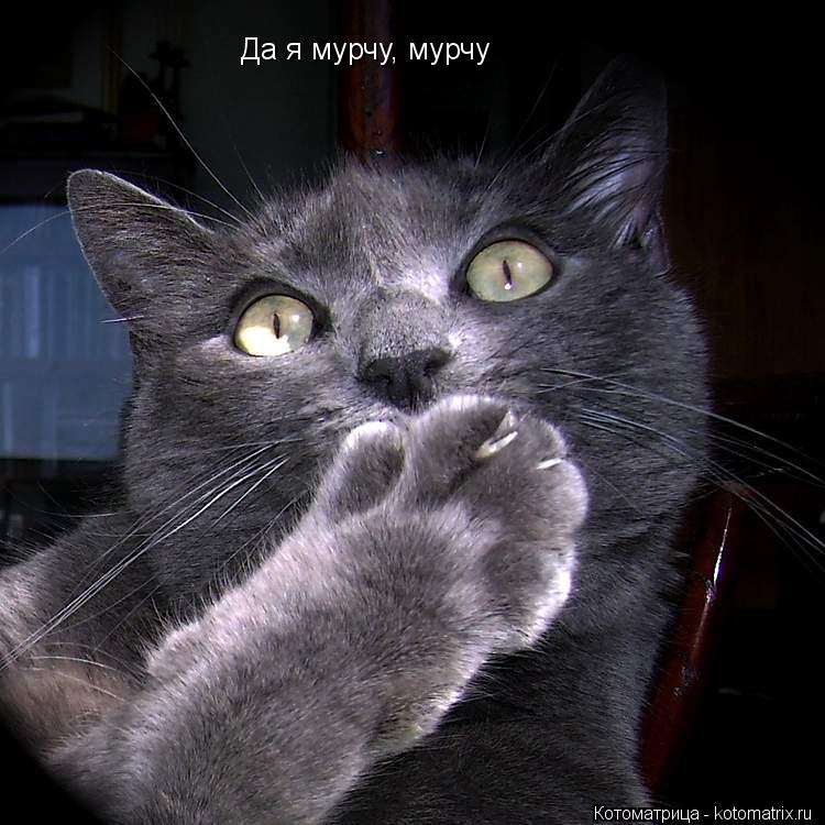 Котоматрица: Да я мурчу, мурчу