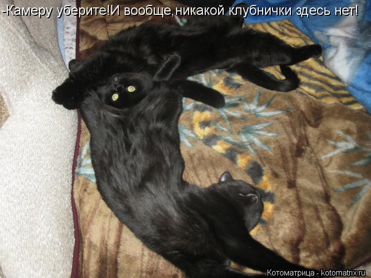 Котоматрица: -Камеру уберите!И вообще,никакой клубнички здесь нет!