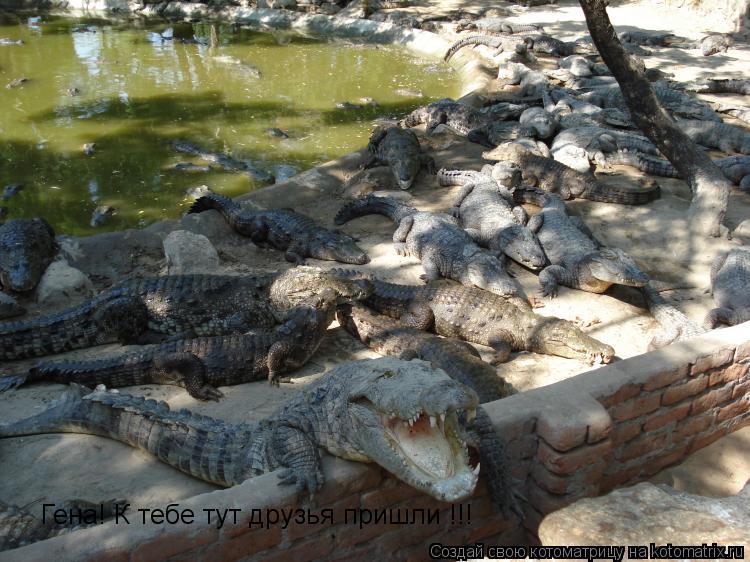 Гена! К тебе тут друзья пришли !!!... Котоматрица: Гена! К тебе тут друзья пришли !!!