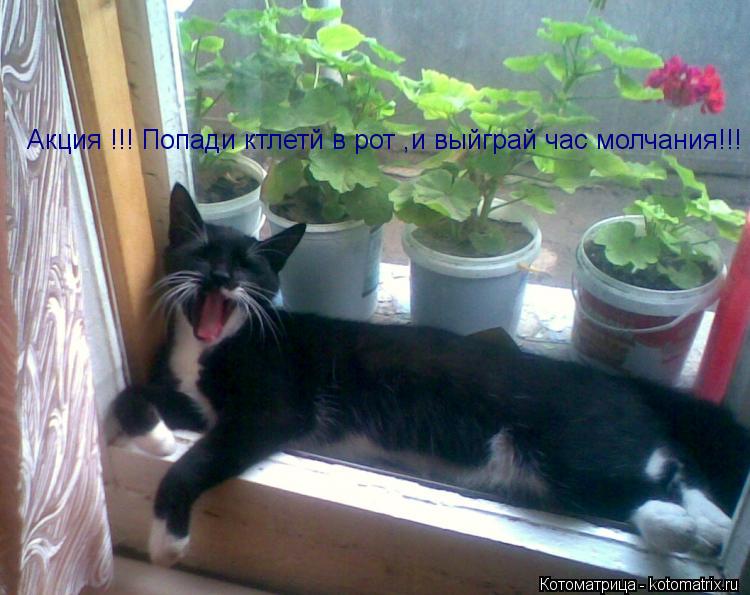 Котоматрица: Акция !!! Попади ктлетй в рот ,и выйграй час молчания!!!