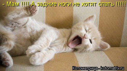 Котоматрица: - Мам !!!! А задние ноги не хотят спать !!!!!