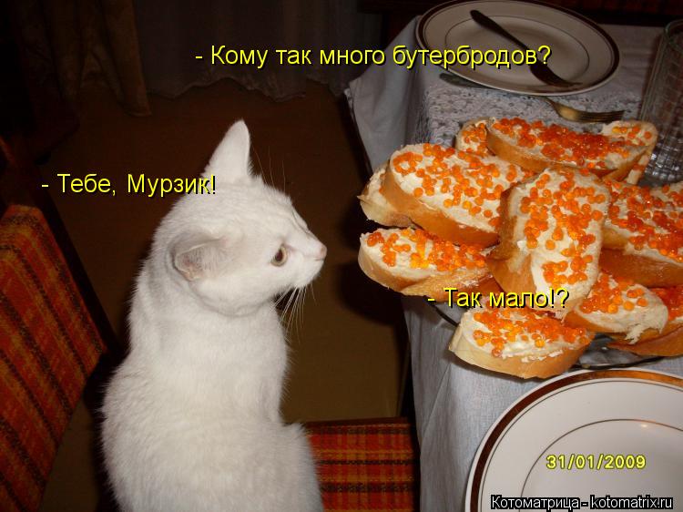 Котоматрица: - Кому так много бутербродов? - Тебе, Мурзик! - Так мало!?