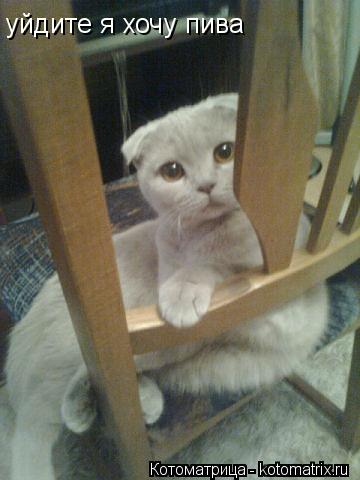 Котоматрица: уйдите я хочу пива