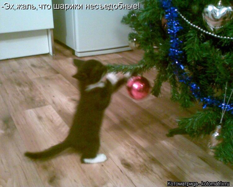 Котоматрица: -Эх,жаль,что шарики несъедобные!