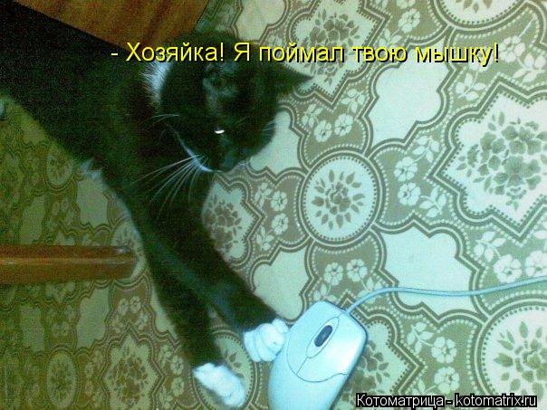 Котоматрица: - Хозяйка! Я поймал твою мышку!