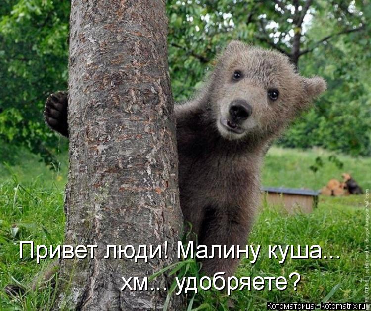 Привет люди! Малину куша... хм... удобряете?... Котоматрица: Привет люди! Малину куша... хм... удобряете?