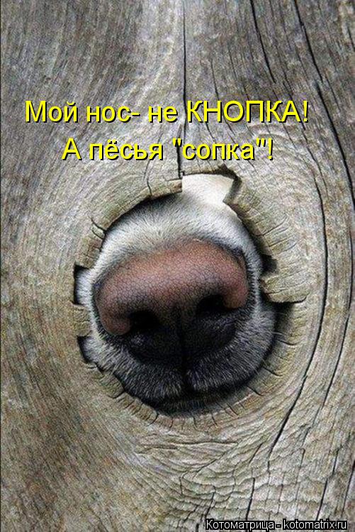 Котоматрица: Мой нос- не КНОПКА! А пёсья "сопка"!