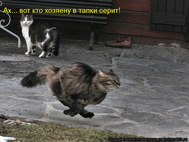 Котоматрица: Ах... вот кто хозяену в тапки серит!                                                                А я та думаю....