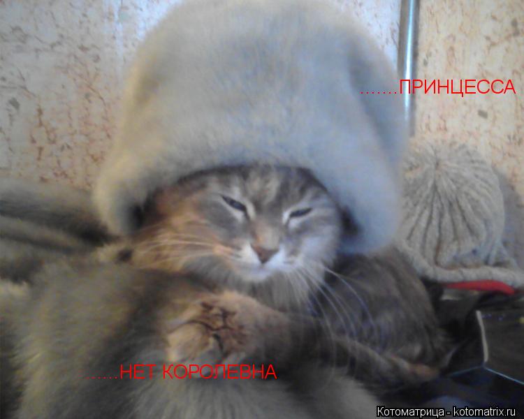 Котоматрица: .......ПРИНЦЕССА ......НЕТ КОРОЛЕВНА