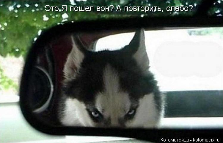 Это Я пошел вон? А повторить, слабо?... Котоматрица: Это Я пошел вон? А повторить, слабо?