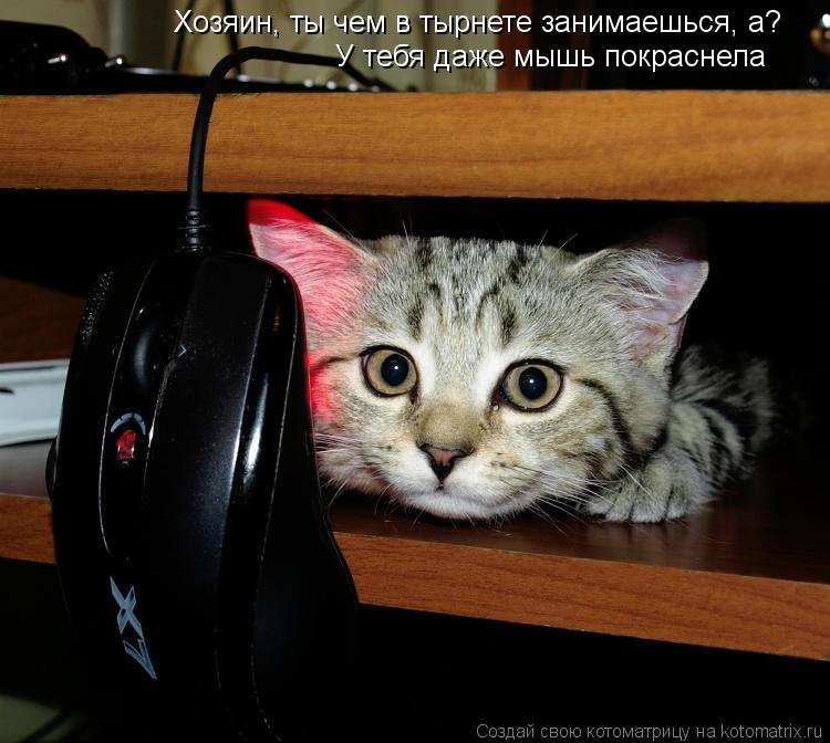 Хозяин, ты чем в тырнете занимаешься, а? У тебя даже мышь покраснела... Котоматрица: Хозяин, ты чем в тырнете занимаешься, а? У тебя даже мышь покраснела