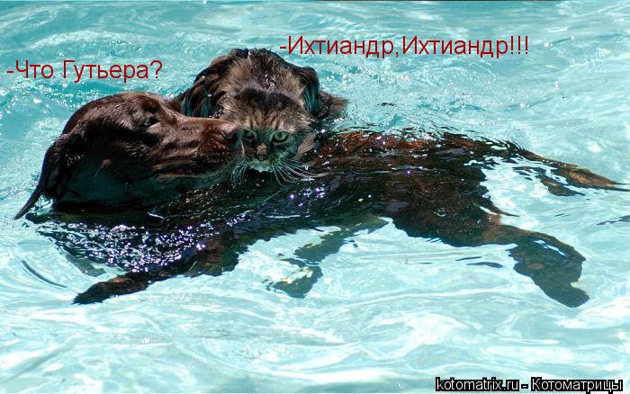 Котоматрица: -Ихтиандр,Ихтиандр!!! -Что Гутьера?