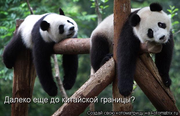 Котоматрица: Далеко еще до китайской границы?