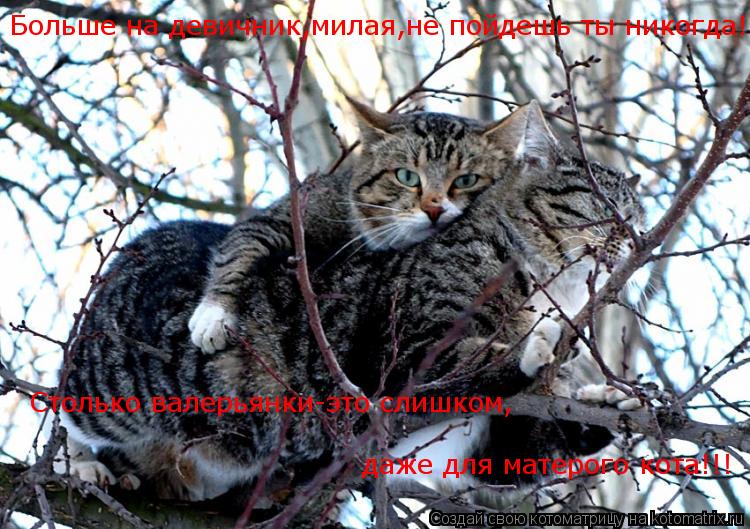Больше на девичник,милая,не пойдешь ты никогда! Столько валерьянки-это слишком, даже для матерого кот... Котоматрица: Больше на девичник,милая,не пойдешь ты никогда! Столько валерьянки-это слишком, даже для матерого кота!!!