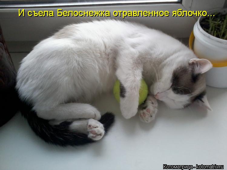 Котоматрица: И съела Белоснежка отравленное яблочко...