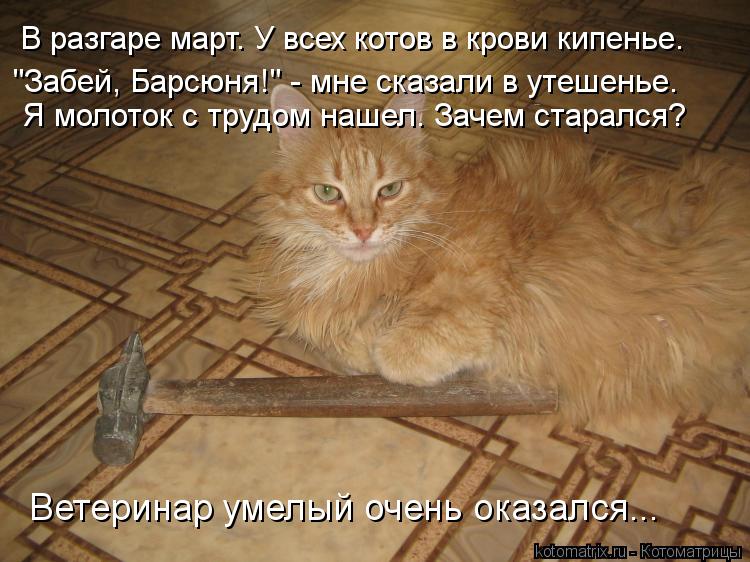 В разгаре март. У всех котов в крови кипенье. "Забей, Барсюня!" - мне сказали в утешенье. Я молоток с... Котоматрица: В разгаре март. У всех котов в крови кипенье. "Забей, Барсюня!" - мне сказали в утешенье. Я молоток с трудом нашел. Зачем старался? Ветеринар ум