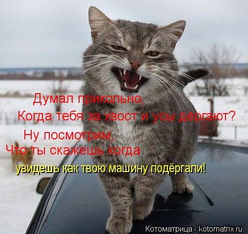 Думал прикольно, Когда тебя за хвост и усы дёргают? Ну посмотрим, Что ты скажешь когда увидешь как т... Котоматрица: Думал прикольно, Когда тебя за хвост и усы дёргают? Ну посмотрим, Что ты скажешь когда увидешь как твою машину подёргали!