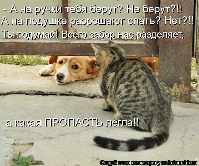 Котоматрица: - А на ручки тебя берут? Не берут?!! А на подушке разрешают спать? Нет?!! Ты подумай! Всего забор нас разделяет, а какая ПРОПАСТЬ легла!!