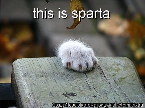 Котоматрица: this is sparta