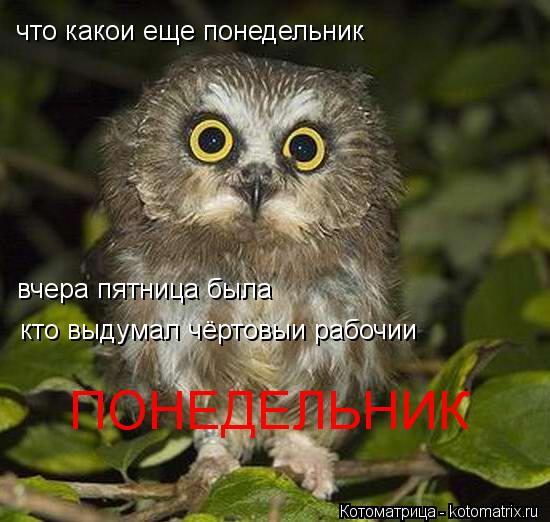 что какои еще понедельник вчера пятница была кто выдумал чёртовыи рабочии ПОНЕДЕЛЬНИК... Котоматрица: что какои еще понедельник вчера пятница была кто выдумал чёртовыи рабочии ПОНЕДЕЛЬНИК