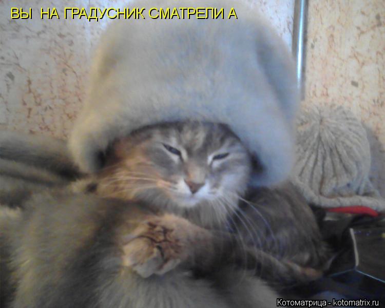 Котоматрица: ВЫ  НА ГРАДУСНИК СМАТРЕЛИ А