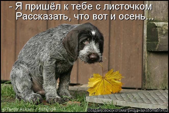 - Я пришёл к тебе с листочком Рассказать, что вот и осень...... Котоматрица: - Я пришёл к тебе с листочком Рассказать, что вот и осень...