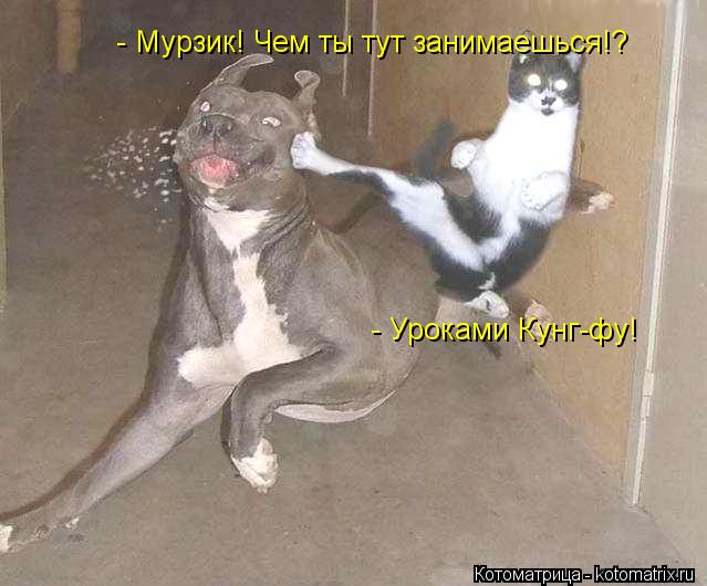 Котоматрица: - Мурзик! Чем ты тут занимаешься!? - Уроками Кунг-фу!