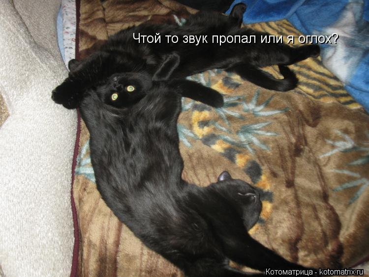 Котоматрица: Чтой то звук пропал или я оглох?