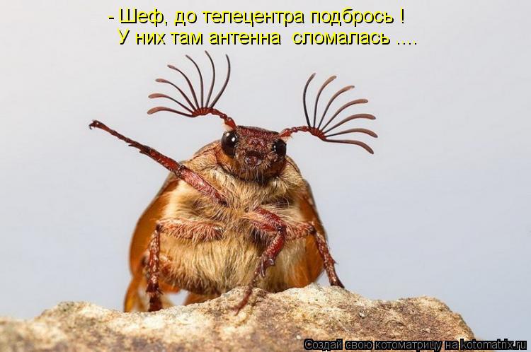 Котоматрица: - Шеф, до телецентра подбрось ! У них там антенна  сломалась ....